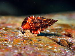 thericium_vulgatum-doho-img_02