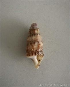 thericium_vulgatum-talo-img_17
