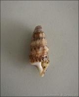 thericium_vulgatum-talo-img_17
