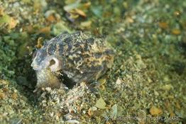 thericium_vulgatum-vela-img_01