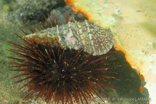 thericium_vulgatum-vela-img_31