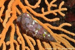 thericium_vulgatum_vima-img_02