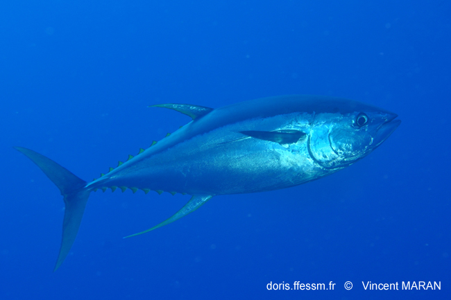 Thon albacore