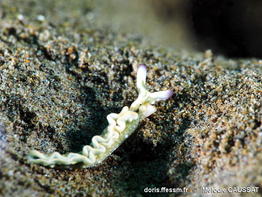 Thuridilla_malaquita-meca260381015