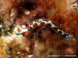 Thuridilla_mazda-meau2026a