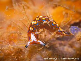 Thuridilla_multimarginata-dabr050