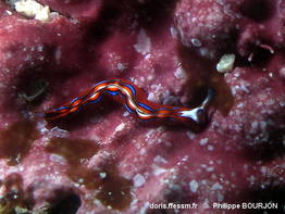 Thuridilla_multimarginata-phbo010