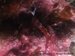 Thuridilla_multimarginata-phbo030
