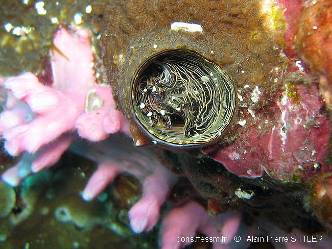 thylacodes_grandis-aps01