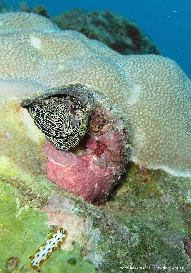 thylacodes_grandis-fa85r