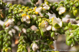 thymelaea_hirsuta-vl3