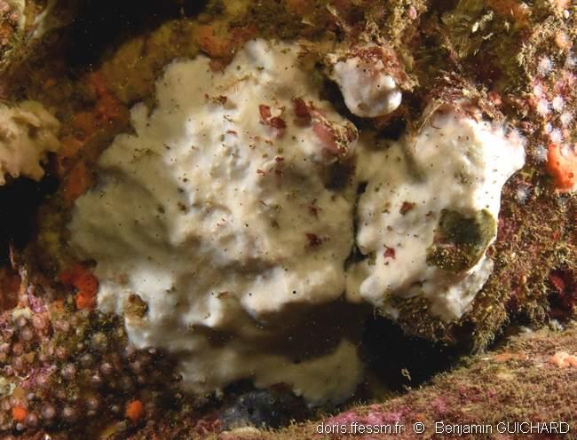 thymosia_guernei-begu-img_01
