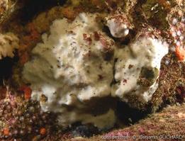 thymosia_guernei-begu-img_01