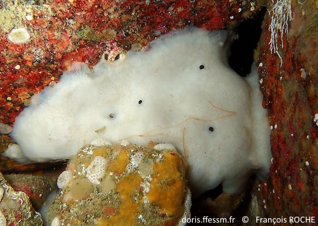 thymosia_guernei-frro-img_21374b