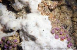 thymosia_guernei-plg-01