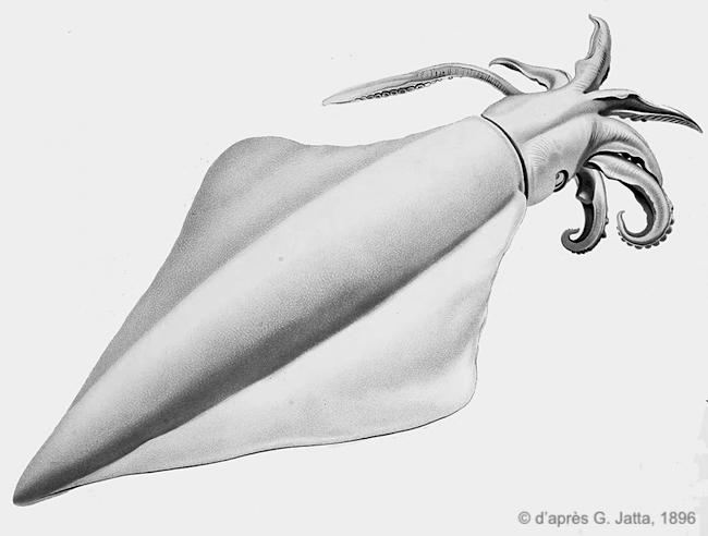 Thysanoteuthis rhombus-jatta1896