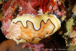 goniodoris_coi-vl2