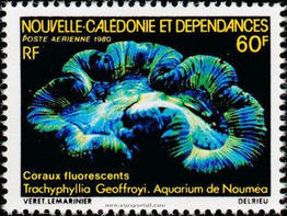 trachyphyllia_geoffroyi-12
