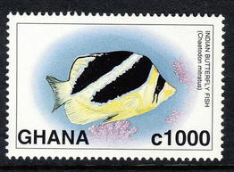 chaetodon_mitratus