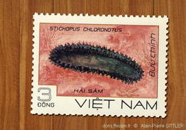 stichopus_chloronotus-apsi993