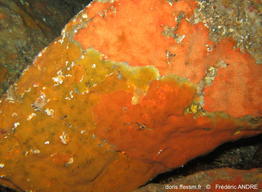 timea_unistellata-fran8600