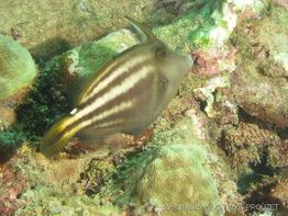 cantherhinus_pullus_apr1