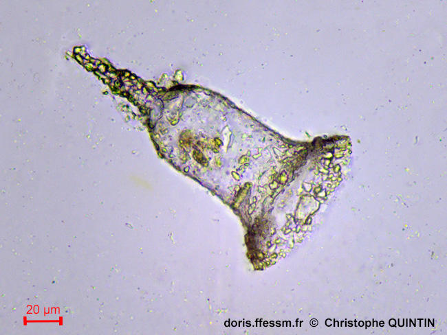 Tintinnopsis_campanula_cq_001
