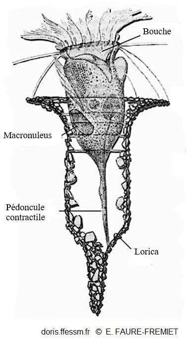 Tintinnopsis_campanula_eff_01