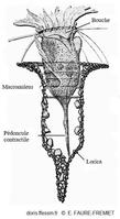 Tintinnopsis_campanula_eff_01