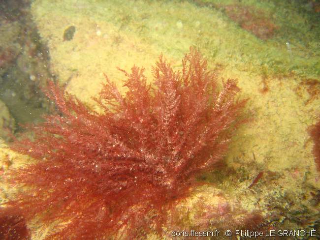 Hétérosiphonia plumeuse