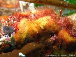 pentapora_ottomulleriana-slb49a2