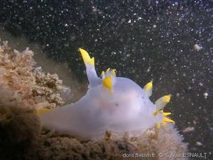 Polycera_faeroensis_se_22