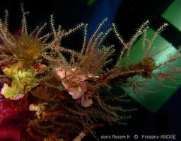 sertularella_sp_fa1