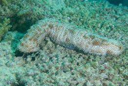 pearsonothuria_graeffei-vl4