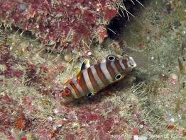 choerodon_fasciatus_slb1