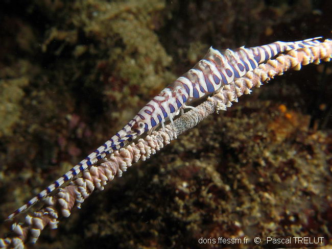 Crevette Tozeuma