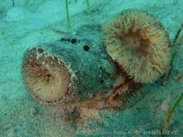anthopleura_pallida_fa1