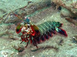 odontodactylus_scyllarus-slb4