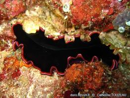 pseudobiceros_gloriosus-2