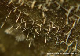 aetea_sp-fa37