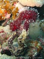oceanapia_sagittaria-slb3