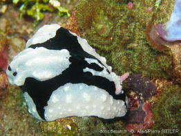 phyllidiopsis_shireenae-aps100