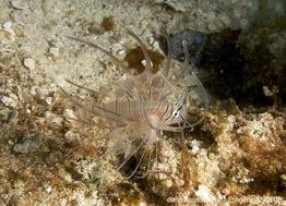 pterois-sp-fa2007