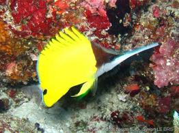 forcipiger_longirostris-slb3