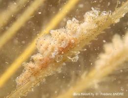doto_pinnatifida-fa215