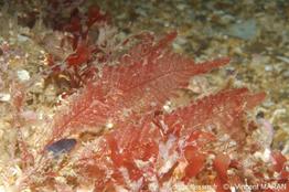 heterosiphonia_plumosa_vm5278