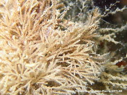 tricellaria_inopinata-aps-img_01