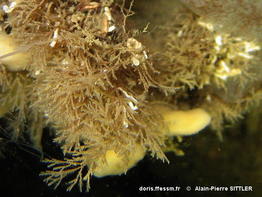 tricellaria_inopinata-aps-img_202