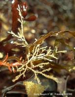 tricellaria_inopinata-fran-img_20