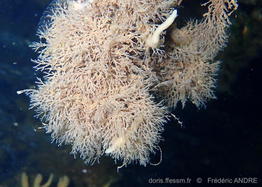 tricellaria_inopinata-fran-img_3264